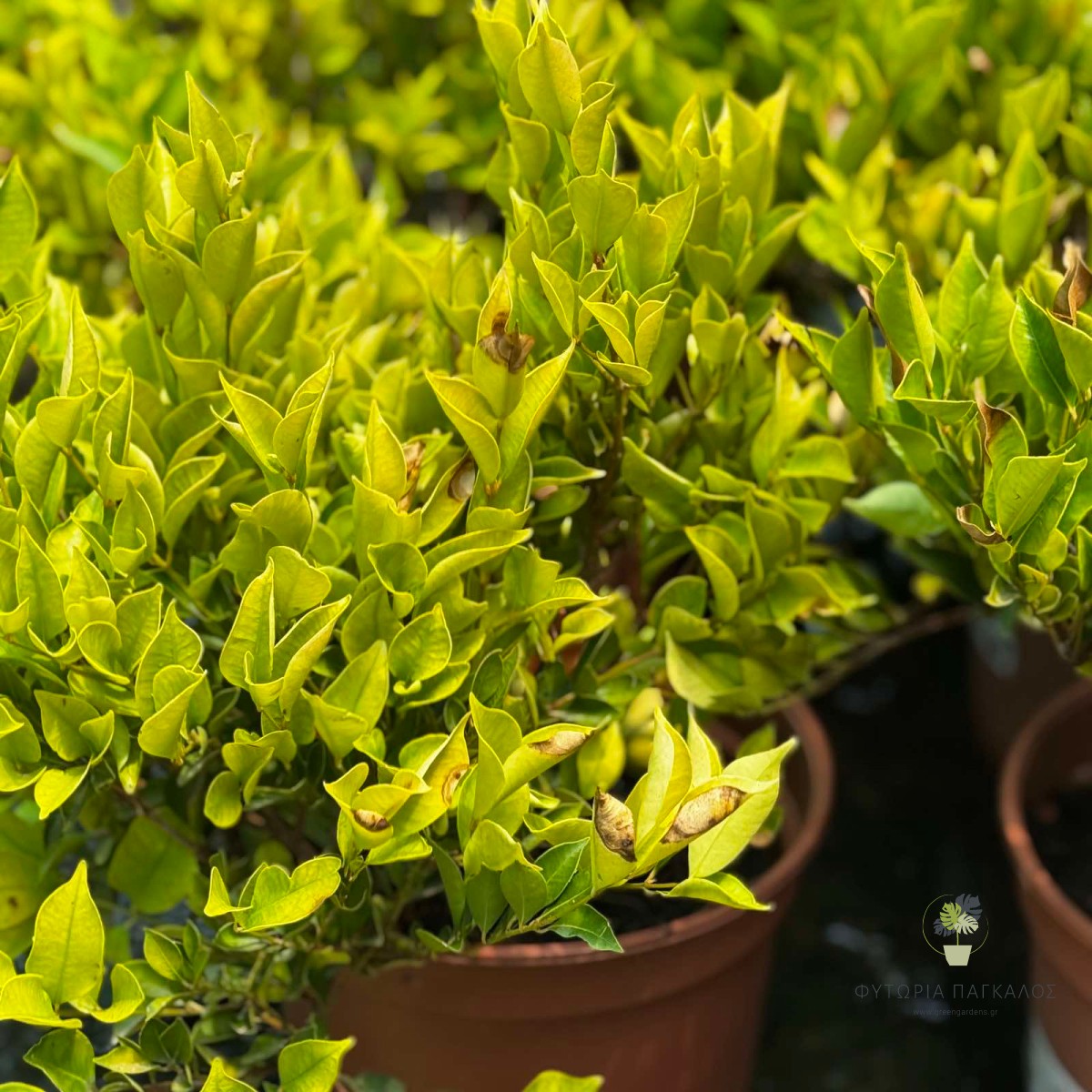 Ακμένα (Syzygium smithii) | Αειθαλής Θάμνος για Φράκτη & Κήπο - 4
